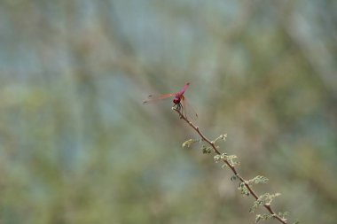 Bir erkek menekşe damlası, Trithemis annulata, Nisan ayında El Rafisah Barajı 'ndaki Hawd al Bid' ah rezervuarının yakınlarındaki Vachellia tortilis 'in bir dalında oturuyor. Trithemis annulata, kedigiller (Felidae) familyasından bir yusufçuk türü. Wadi Wshee, BAE.