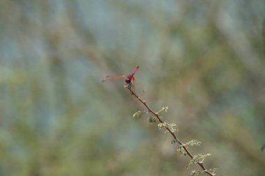 Bir erkek menekşe damlası, Trithemis annulata, Nisan ayında El Rafisah Barajı 'ndaki Hawd al Bid' ah rezervuarının yakınlarındaki Vachellia tortilis 'in bir dalında oturuyor. Trithemis annulata, kedigiller (Felidae) familyasından bir yusufçuk türü. Wadi Wshee, BAE.