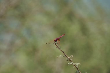 Bir erkek menekşe damlası, Trithemis annulata, Nisan ayında El Rafisah Barajı 'ndaki Hawd al Bid' ah rezervuarının yakınlarındaki Vachellia tortilis 'in bir dalında oturuyor. Trithemis annulata, kedigiller (Felidae) familyasından bir yusufçuk türü. Wadi Wshee, BAE.