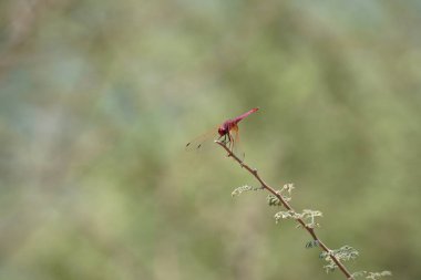 Bir erkek menekşe damlası, Trithemis annulata, Nisan ayında El Rafisah Barajı 'ndaki Hawd al Bid' ah rezervuarının yakınlarındaki Vachellia tortilis 'in bir dalında oturuyor. Trithemis annulata, kedigiller (Felidae) familyasından bir yusufçuk türü. Wadi Wshee, BAE.