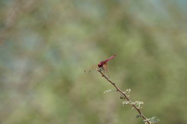 Bir erkek menekşe damlası, Trithemis annulata, Nisan ayında El Rafisah Barajı 'ndaki Hawd al Bid' ah rezervuarının yakınlarındaki Vachellia tortilis 'in bir dalında oturuyor. Trithemis annulata, kedigiller (Felidae) familyasından bir yusufçuk türü. Wadi Wshee, BAE.