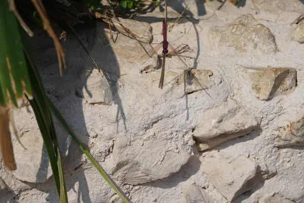 Erkek bir yusufçuk, Trithemis annulata, Nisan ayında Al Rafisah Barajı dinlenme alanında Hawd al Bid 'ah rezervuarının yakınında yaşıyor. Trithemis annulata, kedigiller (Felidae) familyasından bir yusufçuk türü. Wadi Wshee, Sharjah, BAE. 