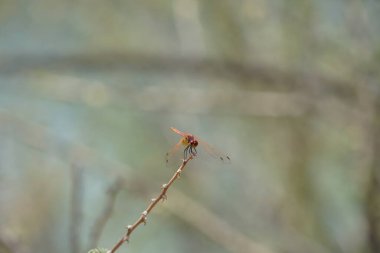 Olgunlaşmamış bir erkek menekşe damlası olan Trithemis annulata, Nisan ayında El Rafisah Barajı 'ndaki Hawd al Bid' ah rezervuarının yakınlarında Vachellia tortilis 'in bir dalında bulunur. Trithemis annulata, kedigiller (Felidae) familyasından bir yusufçuk türü. Wshee Vadisi.