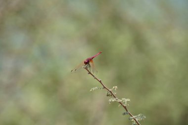 Bir erkek menekşe damlası, Trithemis annulata, Nisan ayında El Rafisah Barajı 'ndaki Hawd al Bid' ah rezervuarının yakınlarındaki Vachellia tortilis 'in bir dalında oturuyor. Trithemis annulata, kedigiller (Felidae) familyasından bir yusufçuk türü. Wadi Wshee, BAE.