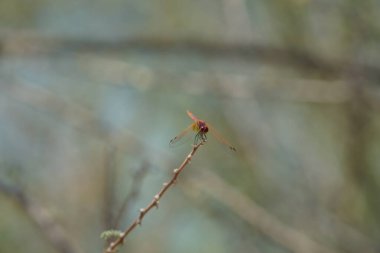 Olgunlaşmamış bir erkek menekşe damlası olan Trithemis annulata, Nisan ayında El Rafisah Barajı 'ndaki Hawd al Bid' ah rezervuarının yakınlarında Vachellia tortilis 'in bir dalında bulunur. Trithemis annulata, kedigiller (Felidae) familyasından bir yusufçuk türü. Wshee Vadisi.