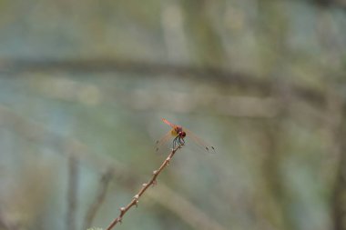 Olgunlaşmamış bir erkek menekşe damlası olan Trithemis annulata, Nisan ayında El Rafisah Barajı 'ndaki Hawd al Bid' ah rezervuarının yakınlarında Vachellia tortilis 'in bir dalında bulunur. Trithemis annulata, kedigiller (Felidae) familyasından bir yusufçuk türü. Wshee Vadisi.