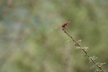 Bir erkek menekşe damlası, Trithemis annulata, Nisan ayında El Rafisah Barajı 'ndaki Hawd al Bid' ah rezervuarının yakınlarındaki Vachellia tortilis 'in bir dalında oturuyor. Trithemis annulata, kedigiller (Felidae) familyasından bir yusufçuk türü. Wadi Wshee, BAE.