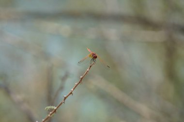 Olgunlaşmamış bir erkek menekşe damlası olan Trithemis annulata, Nisan ayında El Rafisah Barajı 'ndaki Hawd al Bid' ah rezervuarının yakınlarında Vachellia tortilis 'in bir dalında bulunur. Trithemis annulata, kedigiller (Felidae) familyasından bir yusufçuk türü. Wshee Vadisi.