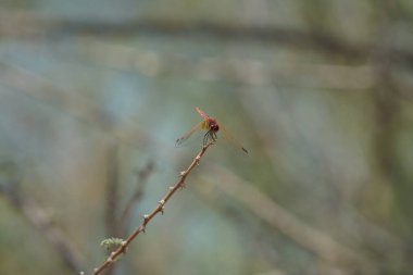 Olgunlaşmamış bir erkek menekşe damlası olan Trithemis annulata, Nisan ayında El Rafisah Barajı 'ndaki Hawd al Bid' ah rezervuarının yakınlarında Vachellia tortilis 'in bir dalında bulunur. Trithemis annulata, kedigiller (Felidae) familyasından bir yusufçuk türü. Wshee Vadisi.