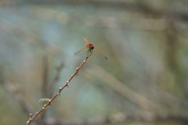 Olgunlaşmamış bir erkek menekşe damlası olan Trithemis annulata, Nisan ayında El Rafisah Barajı 'ndaki Hawd al Bid' ah rezervuarının yakınlarında Vachellia tortilis 'in bir dalında bulunur. Trithemis annulata, kedigiller (Felidae) familyasından bir yusufçuk türü. Wshee Vadisi.