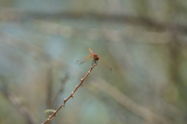 Olgunlaşmamış bir erkek menekşe damlası olan Trithemis annulata, Nisan ayında El Rafisah Barajı 'ndaki Hawd al Bid' ah rezervuarının yakınlarında Vachellia tortilis 'in bir dalında bulunur. Trithemis annulata, kedigiller (Felidae) familyasından bir yusufçuk türü. Wshee Vadisi.