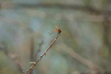 Olgunlaşmamış bir erkek menekşe damlası olan Trithemis annulata, Nisan ayında El Rafisah Barajı 'ndaki Hawd al Bid' ah rezervuarının yakınlarında Vachellia tortilis 'in bir dalında bulunur. Trithemis annulata, kedigiller (Felidae) familyasından bir yusufçuk türü. Wshee Vadisi.