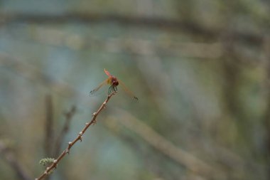 Olgunlaşmamış bir erkek menekşe damlası olan Trithemis annulata, Nisan ayında El Rafisah Barajı 'ndaki Hawd al Bid' ah rezervuarının yakınlarında Vachellia tortilis 'in bir dalında bulunur. Trithemis annulata, kedigiller (Felidae) familyasından bir yusufçuk türü. Wshee Vadisi.