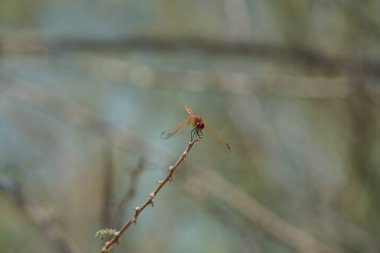 Olgunlaşmamış bir erkek menekşe damlası olan Trithemis annulata, Nisan ayında El Rafisah Barajı 'ndaki Hawd al Bid' ah rezervuarının yakınlarında Vachellia tortilis 'in bir dalında bulunur. Trithemis annulata, kedigiller (Felidae) familyasından bir yusufçuk türü. Wshee Vadisi.