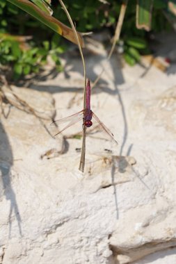 Erkek bir yusufçuk, Trithemis annulata, Nisan ayında Al Rafisah Barajı dinlenme alanında Hawd al Bid 'ah rezervuarının yakınında yaşıyor. Trithemis annulata, kedigiller (Felidae) familyasından bir yusufçuk türü. Wadi Wshee, Sharjah, BAE. 
