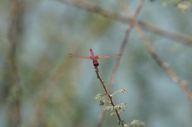 Bir erkek menekşe damlası, Trithemis annulata, Nisan ayında El Rafisah Barajı 'ndaki Hawd al Bid' ah rezervuarının yakınlarındaki Vachellia tortilis 'in bir dalında oturuyor. Trithemis annulata, kedigiller (Felidae) familyasından bir yusufçuk türü. Wadi Wshee, BAE. 