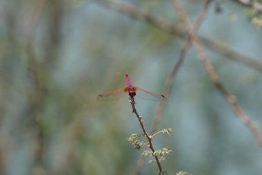 Bir erkek menekşe damlası, Trithemis annulata, Nisan ayında El Rafisah Barajı 'ndaki Hawd al Bid' ah rezervuarının yakınlarındaki Vachellia tortilis 'in bir dalında oturuyor. Trithemis annulata, kedigiller (Felidae) familyasından bir yusufçuk türü. Wadi Wshee, BAE. 