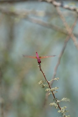 Bir erkek menekşe damlası, Trithemis annulata, Nisan ayında El Rafisah Barajı 'ndaki Hawd al Bid' ah rezervuarının yakınlarındaki Vachellia tortilis 'in bir dalında oturuyor. Trithemis annulata, kedigiller (Felidae) familyasından bir yusufçuk türü. Wadi Wshee, BAE. 
