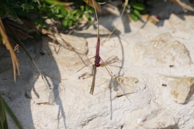 Erkek bir yusufçuk, Trithemis annulata, Nisan ayında Al Rafisah Barajı dinlenme alanında Hawd al Bid 'ah rezervuarının yakınında yaşıyor. Trithemis annulata, kedigiller (Felidae) familyasından bir yusufçuk türü. Wadi Wshee, Sharjah, BAE. 