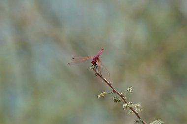 Bir erkek menekşe damlası, Trithemis annulata, Nisan ayında El Rafisah Barajı 'ndaki Hawd al Bid' ah rezervuarının yakınlarındaki Vachellia tortilis 'in bir dalında oturuyor. Trithemis annulata, kedigiller (Felidae) familyasından bir yusufçuk türü. Wadi Wshee, BAE. 
