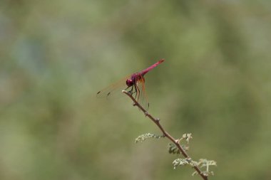 Bir erkek menekşe damlası, Trithemis annulata, Nisan ayında El Rafisah Barajı 'ndaki Hawd al Bid' ah rezervuarının yakınlarındaki Vachellia tortilis 'in bir dalında oturuyor. Trithemis annulata, kedigiller (Felidae) familyasından bir yusufçuk türü. Wadi Wshee, BAE. 