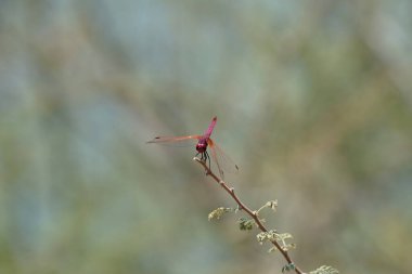 Bir erkek menekşe damlası, Trithemis annulata, Nisan ayında El Rafisah Barajı 'ndaki Hawd al Bid' ah rezervuarının yakınlarındaki Vachellia tortilis 'in bir dalında oturuyor. Trithemis annulata, kedigiller (Felidae) familyasından bir yusufçuk türü. Wadi Wshee, BAE. 