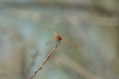 Olgunlaşmamış bir erkek menekşe damlası olan Trithemis annulata, Nisan ayında El Rafisah Barajı 'ndaki Hawd al Bid' ah rezervuarının yakınlarında Vachellia tortilis 'in bir dalında bulunur. Trithemis annulata, kedigiller (Felidae) familyasından bir yusufçuk türü. Wshee Vadisi.