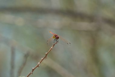 Olgunlaşmamış bir erkek menekşe damlası olan Trithemis annulata, Nisan ayında El Rafisah Barajı 'ndaki Hawd al Bid' ah rezervuarının yakınlarında Vachellia tortilis 'in bir dalında bulunur. Trithemis annulata, kedigiller (Felidae) familyasından bir yusufçuk türü. Wshee Vadisi.