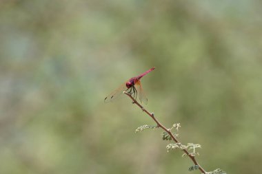 Bir erkek menekşe damlası, Trithemis annulata, Nisan ayında El Rafisah Barajı 'ndaki Hawd al Bid' ah rezervuarının yakınlarındaki Vachellia tortilis 'in bir dalında oturuyor. Trithemis annulata, kedigiller (Felidae) familyasından bir yusufçuk türü. Wadi Wshee, BAE. 