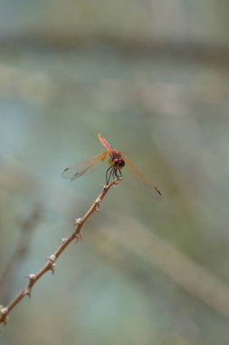 Olgunlaşmamış bir erkek menekşe damlası olan Trithemis annulata, Nisan ayında El Rafisah Barajı 'ndaki Hawd al Bid' ah rezervuarının yakınlarında Vachellia tortilis 'in bir dalında bulunur. Trithemis annulata, kedigiller (Felidae) familyasından bir yusufçuk türü. Wshee Vadisi.