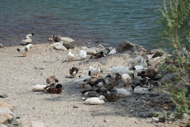 Ördekler Nisan ayında Al Rafisah Barajı dinlenme alanındaki Hawd al Bid 'ah rezervuarında yaşarlar. Ördek, Anatidae familyasındaki birçok su kuşunun yaygın adıdır. Wadi Wshee, Sharjah, BAE. 