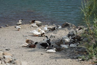 Ördekler Nisan ayında Al Rafisah Barajı dinlenme alanındaki Hawd al Bid 'ah rezervuarında yaşarlar. Ördek, Anatidae familyasındaki birçok su kuşunun yaygın adıdır. Wadi Wshee, Sharjah, BAE. 