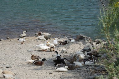 Ördekler Nisan ayında Al Rafisah Barajı dinlenme alanındaki Hawd al Bid 'ah rezervuarında yaşarlar. Ördek, Anatidae familyasındaki birçok su kuşunun yaygın adıdır. Wadi Wshee, Sharjah, BAE. 