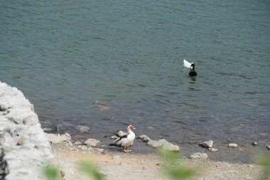 Koi sazan balığı, Al Rafisah Barajı dinlenme alanındaki ördeklerin yakınındaki Hawd al Bid 'ah rezervuarında yüzer. Koi, nishikigoi, 