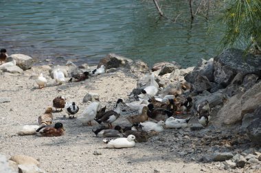 Ördekler Nisan ayında Al Rafisah Barajı dinlenme alanındaki Hawd al Bid 'ah rezervuarında yaşarlar. Ördek, Anatidae familyasındaki birçok su kuşunun yaygın adıdır. Wadi Wshee, Sharjah, BAE. 