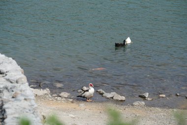 Koi sazan balığı, Al Rafisah Barajı dinlenme alanındaki ördeklerin yakınındaki Hawd al Bid 'ah rezervuarında yüzer. Koi, nishikigoi, 