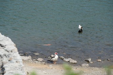 Koi sazan balığı, Al Rafisah Barajı dinlenme alanındaki ördeklerin yakınındaki Hawd al Bid 'ah rezervuarında yüzer. Koi, nishikigoi, 