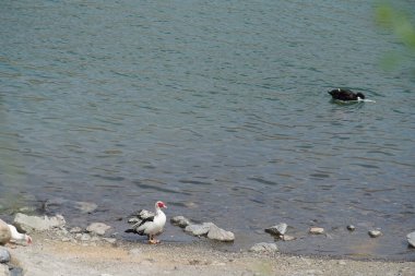 Nisan ayında Hawd al Bid 'ah rezervuarında ördeklerin cinsel ilişkiye girmesi. Ördek, Anatidae familyasındaki birçok su kuşunun yaygın adıdır. Wadi Wshee, Sharjah, BAE. 