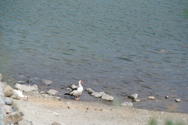 Cairina Moschata ördeği Nisan ayında El Rafisah Barajı dinlenme alanındaki Hawd al Bid 'ah rezervuarının yakınlarında yaşar. Moscovy ördeği, Cairina Moschata, bir ördektir. Wadi Wshee, Sharjah, BAE. 