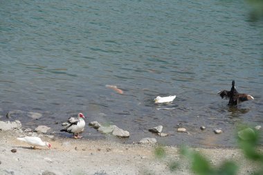 Koi sazan balığı, Al Rafisah Barajı dinlenme alanındaki ördeklerin yakınındaki Hawd al Bid 'ah rezervuarında yüzer. Koi, nishikigoi, 