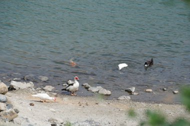 Koi sazan balığı, Al Rafisah Barajı dinlenme alanındaki ördeklerin yakınındaki Hawd al Bid 'ah rezervuarında yüzer. Koi, nishikigoi, 
