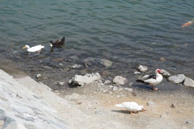 Koi sazan balığı, Al Rafisah Barajı dinlenme alanındaki ördeklerin yakınındaki Hawd al Bid 'ah rezervuarında yüzer. Koi, nishikigoi, 