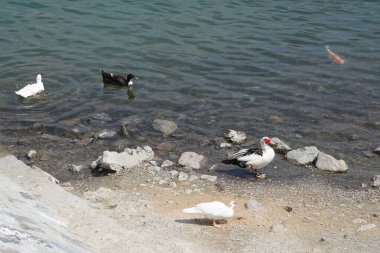 Koi sazan balığı, Al Rafisah Barajı dinlenme alanındaki ördeklerin yakınındaki Hawd al Bid 'ah rezervuarında yüzer. Koi, nishikigoi, 