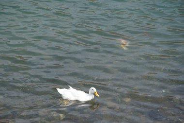 Bir Anas platyrhynchos var. Nisanda Al Rafisah Barajı dinlenme alanındaki Hawd al Bid 'ah rezervuarında Koi sazan balığının yanında yüzer. Koi, nishikigoi, 