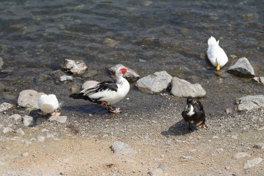 Ördekler Nisan ayında Al Rafisah Barajı dinlenme alanındaki Hawd al Bid 'ah rezervuarında yaşarlar. Ördek, Anatidae familyasındaki birçok su kuşunun yaygın adıdır. Wadi Wshee, Sharjah, BAE. 