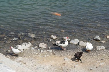 Koi sazan balığı, Al Rafisah Barajı dinlenme alanındaki ördeklerin yakınındaki Hawd al Bid 'ah rezervuarında yüzer. Koi, nishikigoi, 