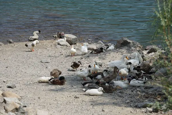 Ördekler Nisan ayında Al Rafisah Barajı dinlenme alanındaki Hawd al Bid 'ah rezervuarında yaşarlar. Ördek, Anatidae familyasındaki birçok su kuşunun yaygın adıdır. Wadi Wshee, Sharjah, BAE. 