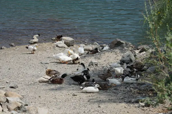 Ördekler Nisan ayında Al Rafisah Barajı dinlenme alanındaki Hawd al Bid 'ah rezervuarında yaşarlar. Ördek, Anatidae familyasındaki birçok su kuşunun yaygın adıdır. Wadi Wshee, Sharjah, BAE. 