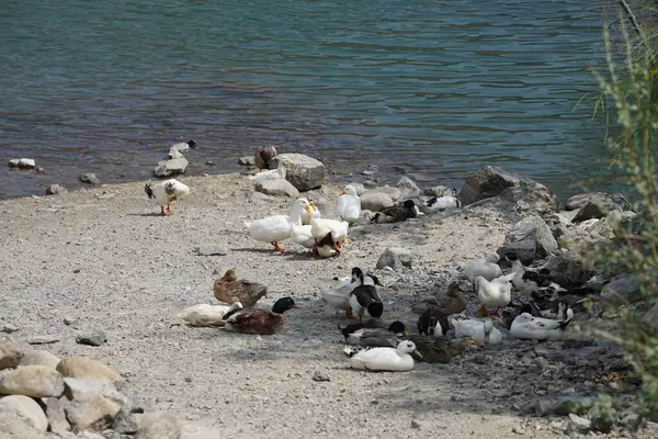 Ördekler Nisan ayında Al Rafisah Barajı dinlenme alanındaki Hawd al Bid 'ah rezervuarında yaşarlar. Ördek, Anatidae familyasındaki birçok su kuşunun yaygın adıdır. Wadi Wshee, Sharjah, BAE. 