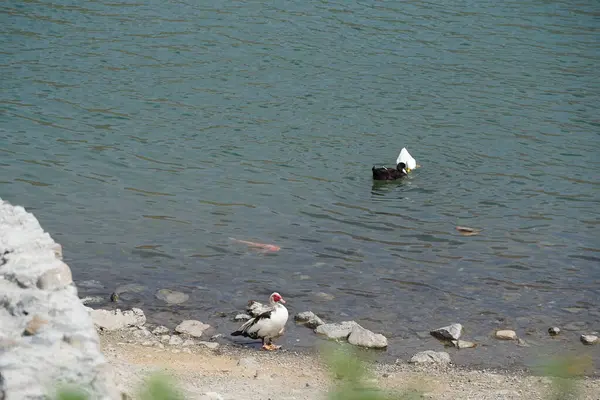 Koi sazan balığı, Al Rafisah Barajı dinlenme alanındaki ördeklerin yakınındaki Hawd al Bid 'ah rezervuarında yüzer. Koi, nishikigoi, 
